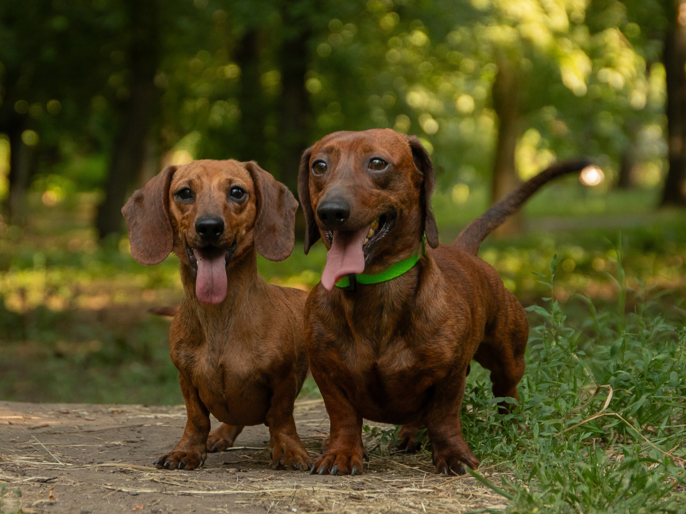 Encontro de Salsichinhas reúne cães e tutores para atividades em Florianópolis